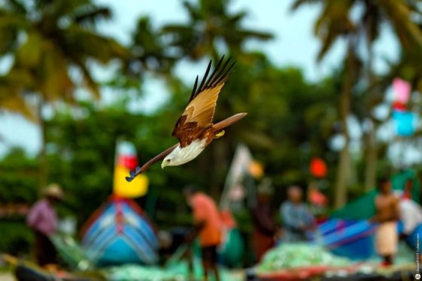 על הביטלס, הודו ונורה ג'ונס