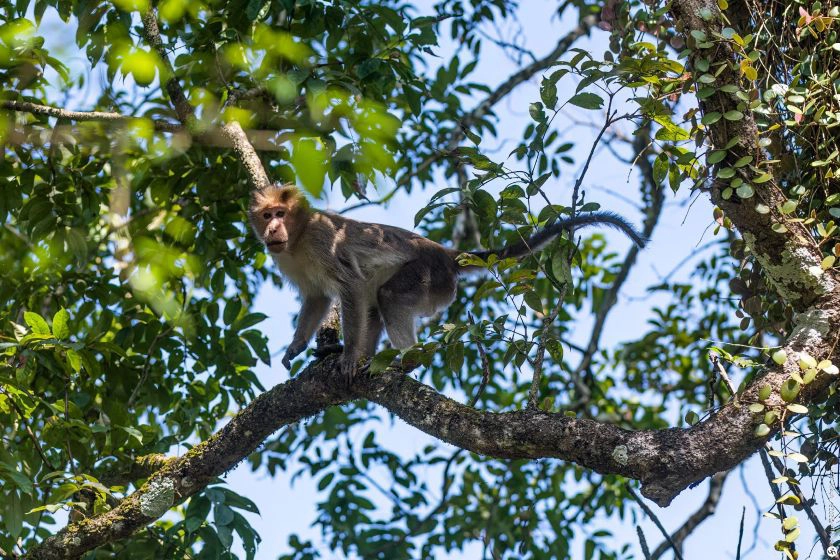 על הביטלס, הודו ונורה ג'ונס