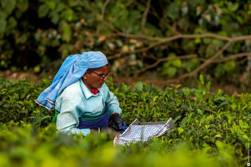 על הביטלס, הודו ונורה ג'ונס