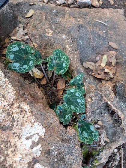 שלכת, לאן את הולכת....?