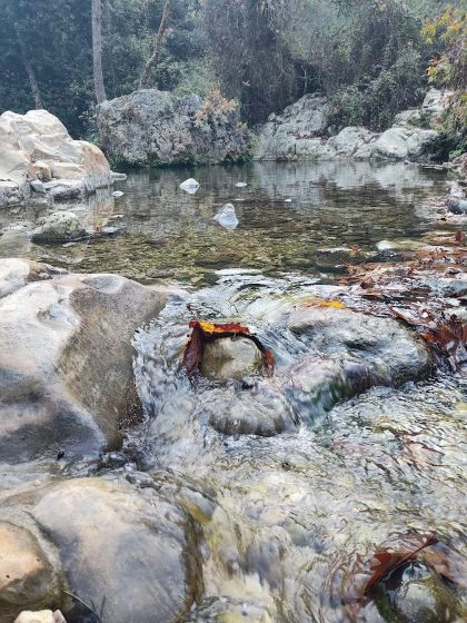 שלכת, לאן את הולכת....?