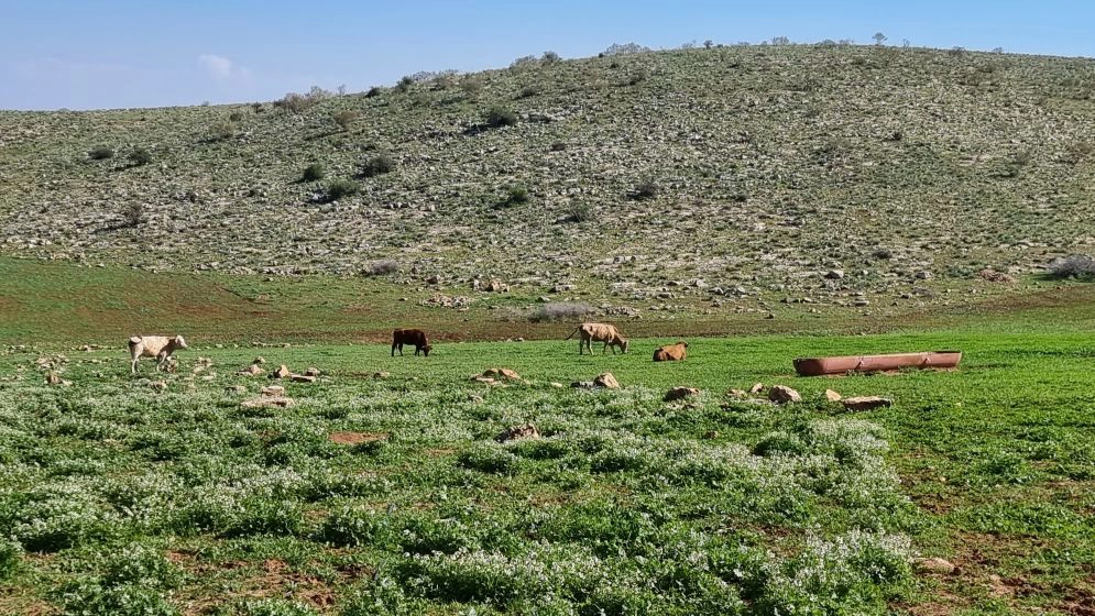 טרק במזרח השומרון- ואדי עוג'ה