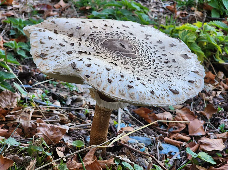 טרק פסגות הבלקן בסתיו - אלבניה, מונטנגרו וקוסובו