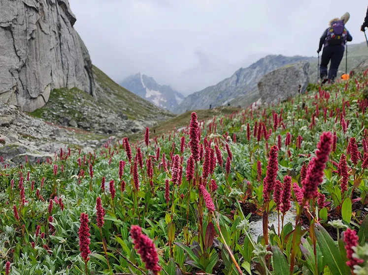 טרק בצפון הודו - מלה למנאלי