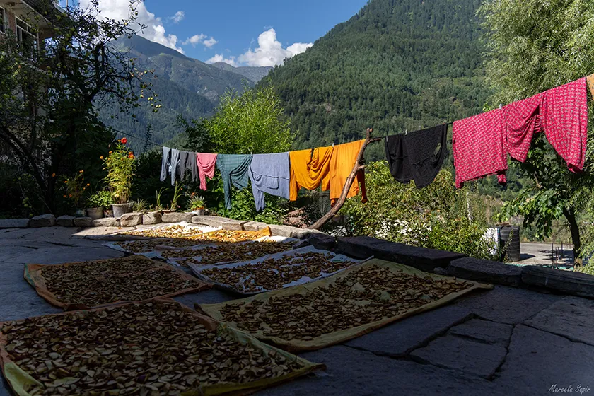 טרק בצפון הודו - מלה למנאלי