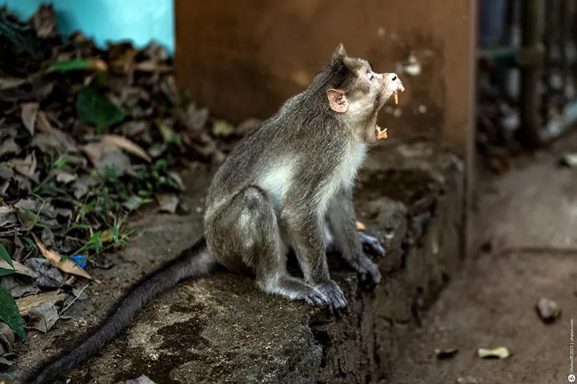 טרק בדרום הודו - מסע אל הלב של קרנטקה