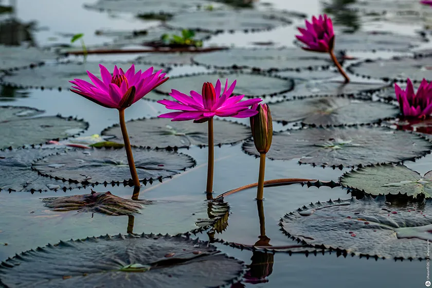 טרק בדרום הודו - מסע אל הלב של קרנטקה