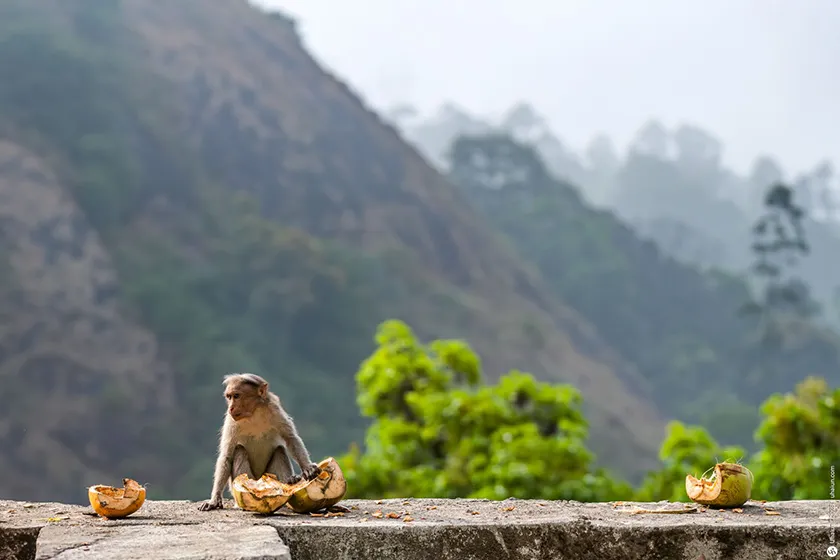טרק בדרום הודו - מסע אל הלב של קרנטקה
