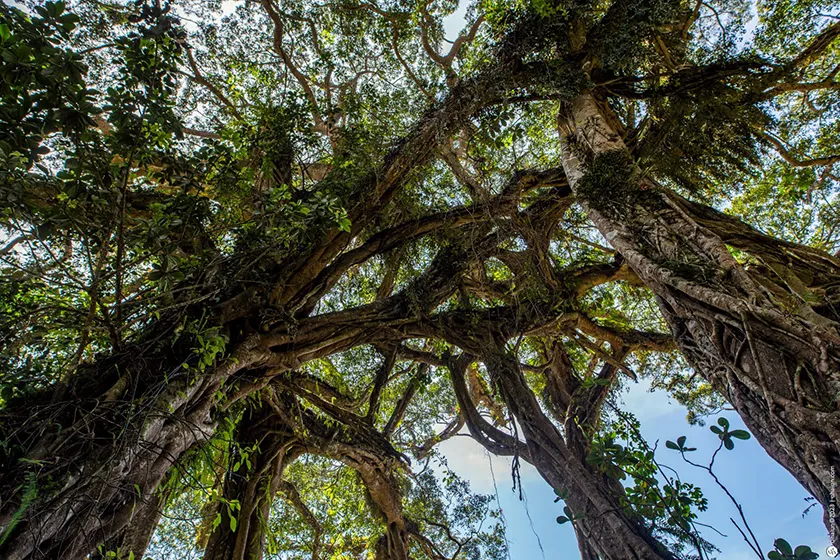 טרק בדרום הודו - מסע אל הלב של קרנטקה