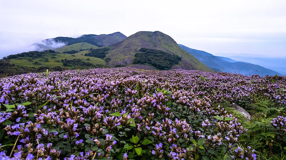 טרק בדרום הודו - מסע אל הלב של קרנטקה