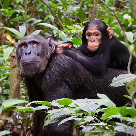 טרק באוגנדה - רוונזורי, טרק אל הרי הירח