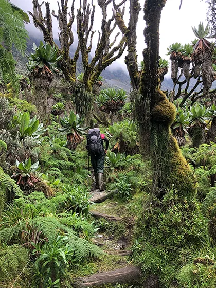 טרק ברכס הרוונזורי, אוגנדה