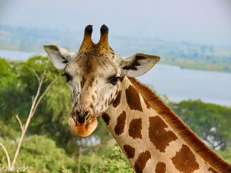 טרק ברכס הרוונזורי, אוגנדה