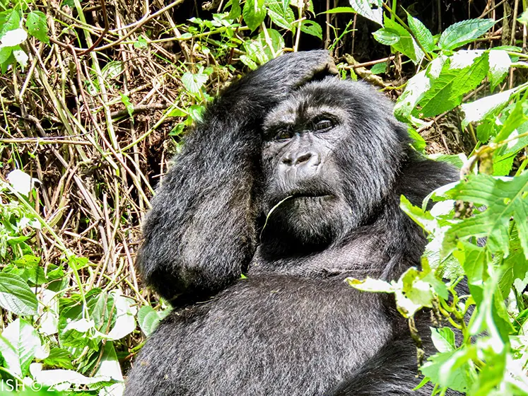 טרק ברכס הרוונזורי, אוגנדה
