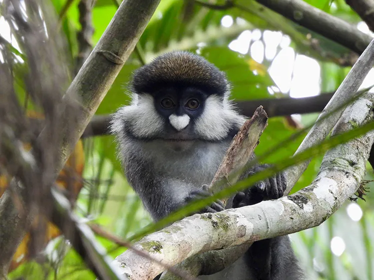 טרק ברכס הרוונזורי, אוגנדה