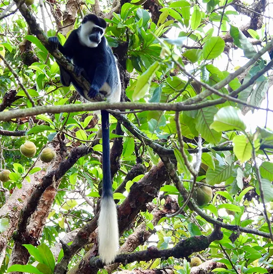 טרק ברכס הרוונזורי, אוגנדה