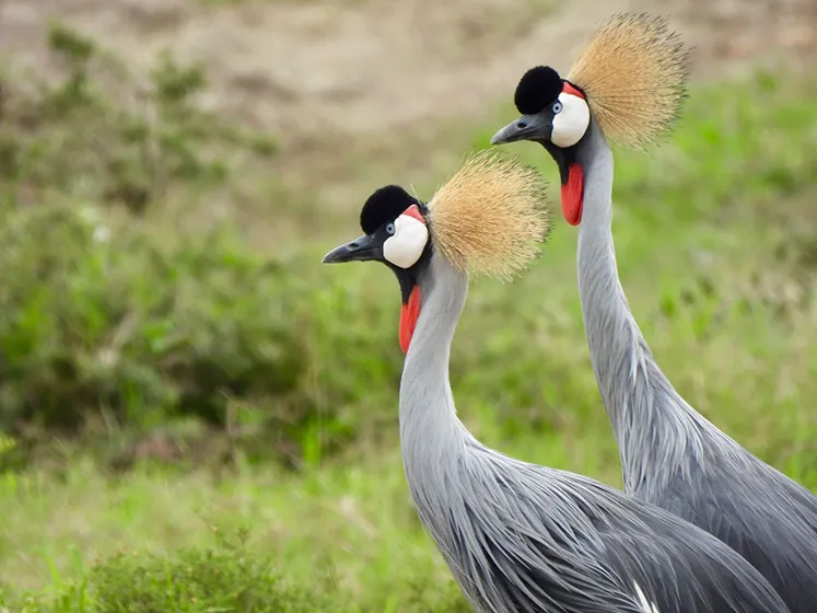 טרק ברכס הרוונזורי, אוגנדה