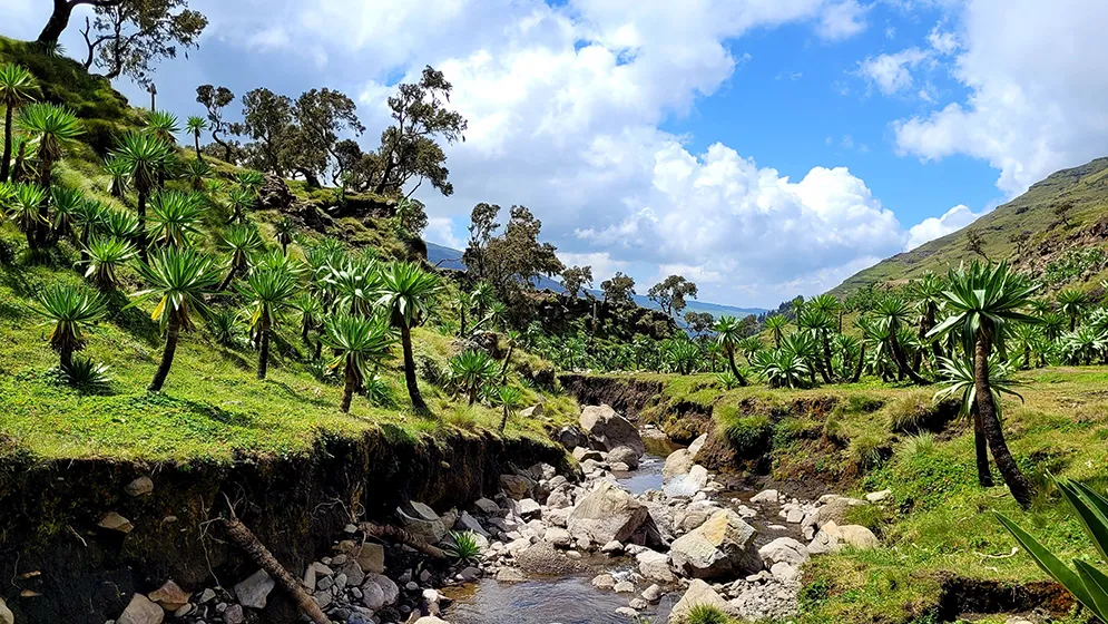טרק באתיופיה
