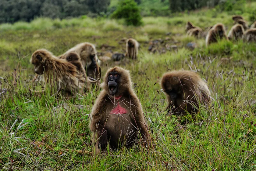 טרק באתיופיה